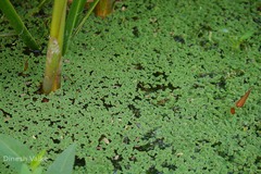 Azolla pinnata
